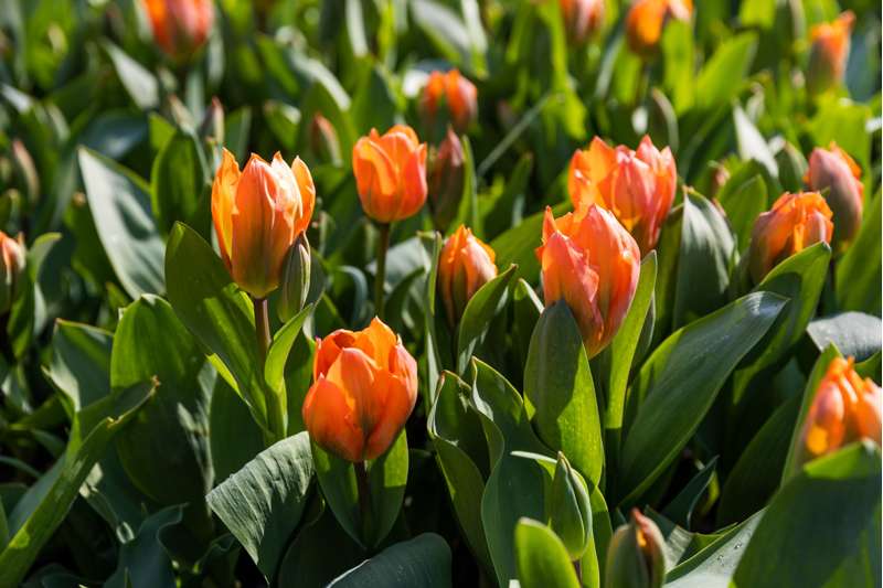 Tulipan 'Orange Emperor'